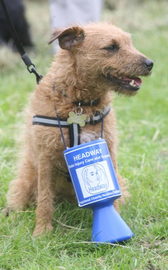 Colchester Dogathon Sponsored Dog Walk & Fun Dog Show – Sunday 24th June