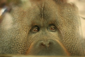 Rajang the Orangutan at Colchester Zoo