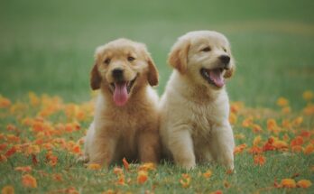 2 puppies sitting on a lawn