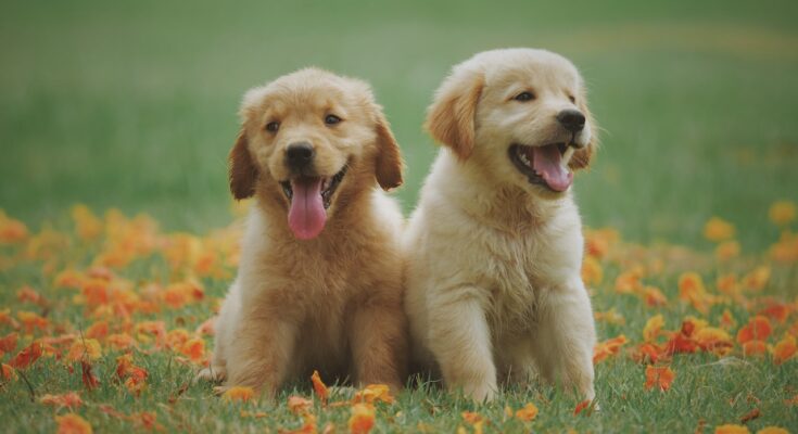 2 puppies sitting on a lawn