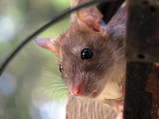 Rat peering around the corner