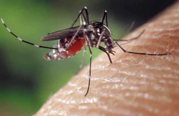 deadly Asian Tiger mosquito
